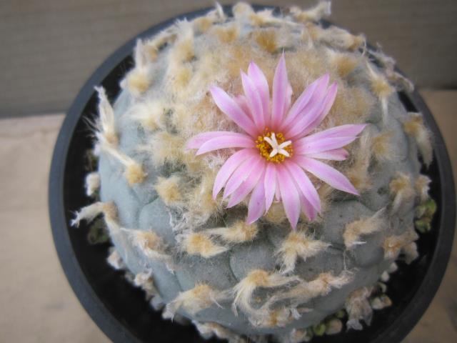 サボテン通販（北信濃サボテン）｜ウバ玉（烏羽玉）｜銀冠玉