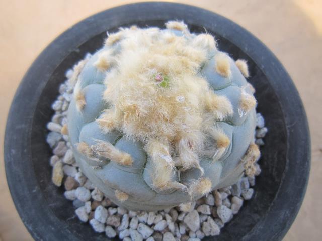 サボテン通販（北信濃サボテン）｜ウバ玉（烏羽玉）｜銀冠玉