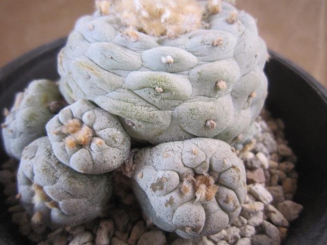 サボテン通販（北信濃サボテン）｜ウバ玉（烏羽玉）｜銀冠玉