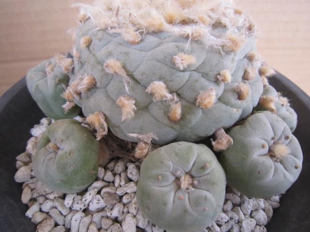 サボテン通販（北信濃サボテン）｜ウバ玉（烏羽玉）｜銀冠玉