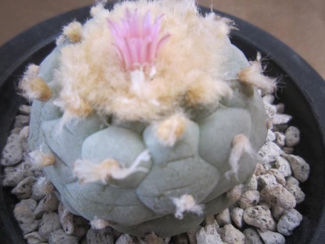 綺麗な白肌❗️大型　銀冠玉　実生　(検索　烏羽玉　翠冠玉　ウバ玉 綺麗な白肌❗️大型 銀冠玉 実生 (検索 烏羽玉 翠冠玉