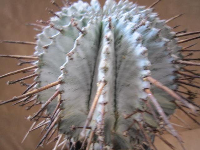 サボテン通販（北信濃サボテン）｜多肉